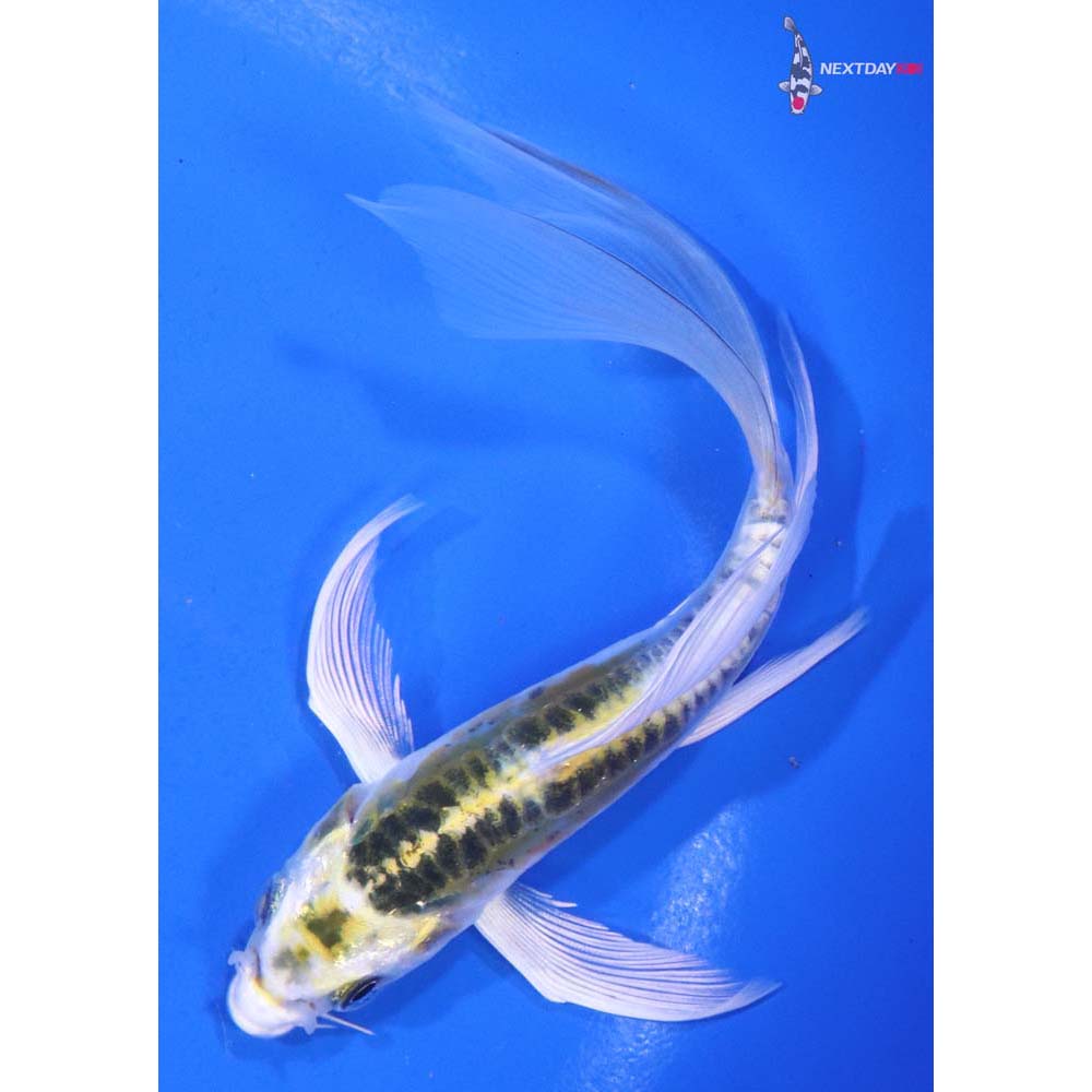 5” Imported Doitsu Kujaku Butterfly Koi