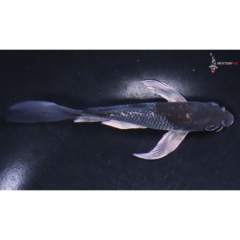 5.5” Imported Gin Rin Ochiba Shigure Butterfly Koi
