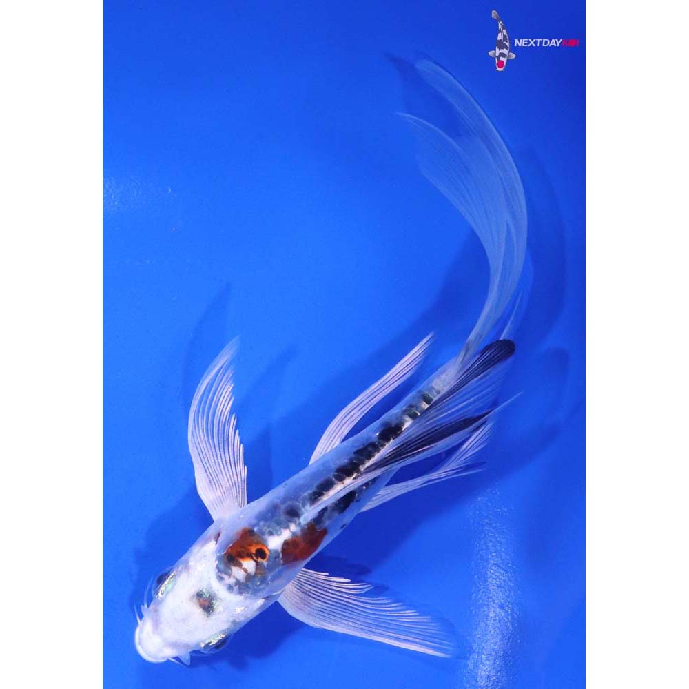 6” Imported Heisei Nishiki Butterfly Koi
