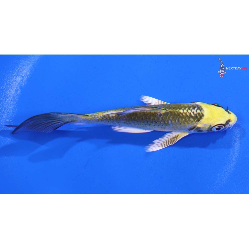 4” Imported Kujaku Butterfly Koi