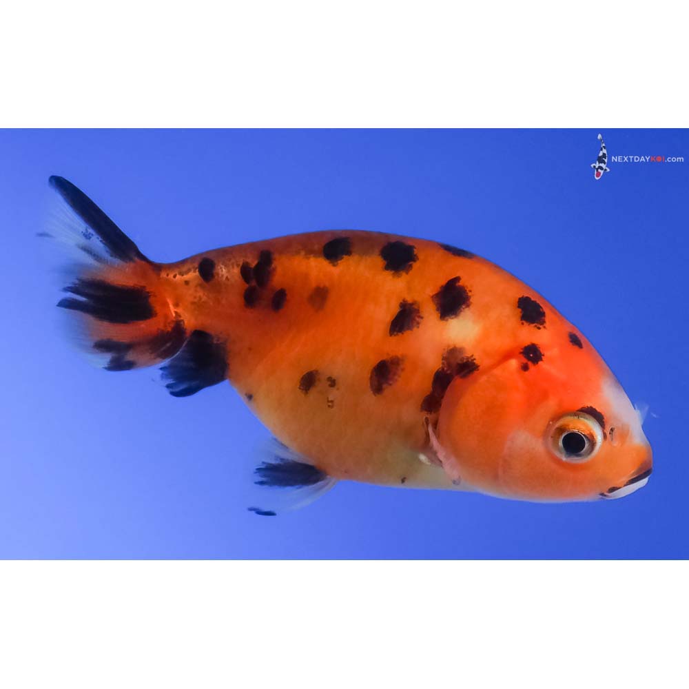 2.5” Imported Calico Ranchu