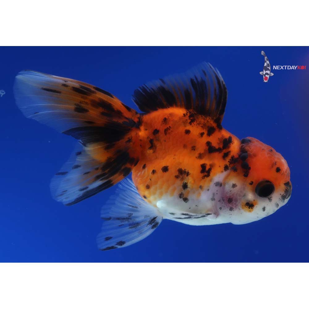 4” Imported Calico Oranda