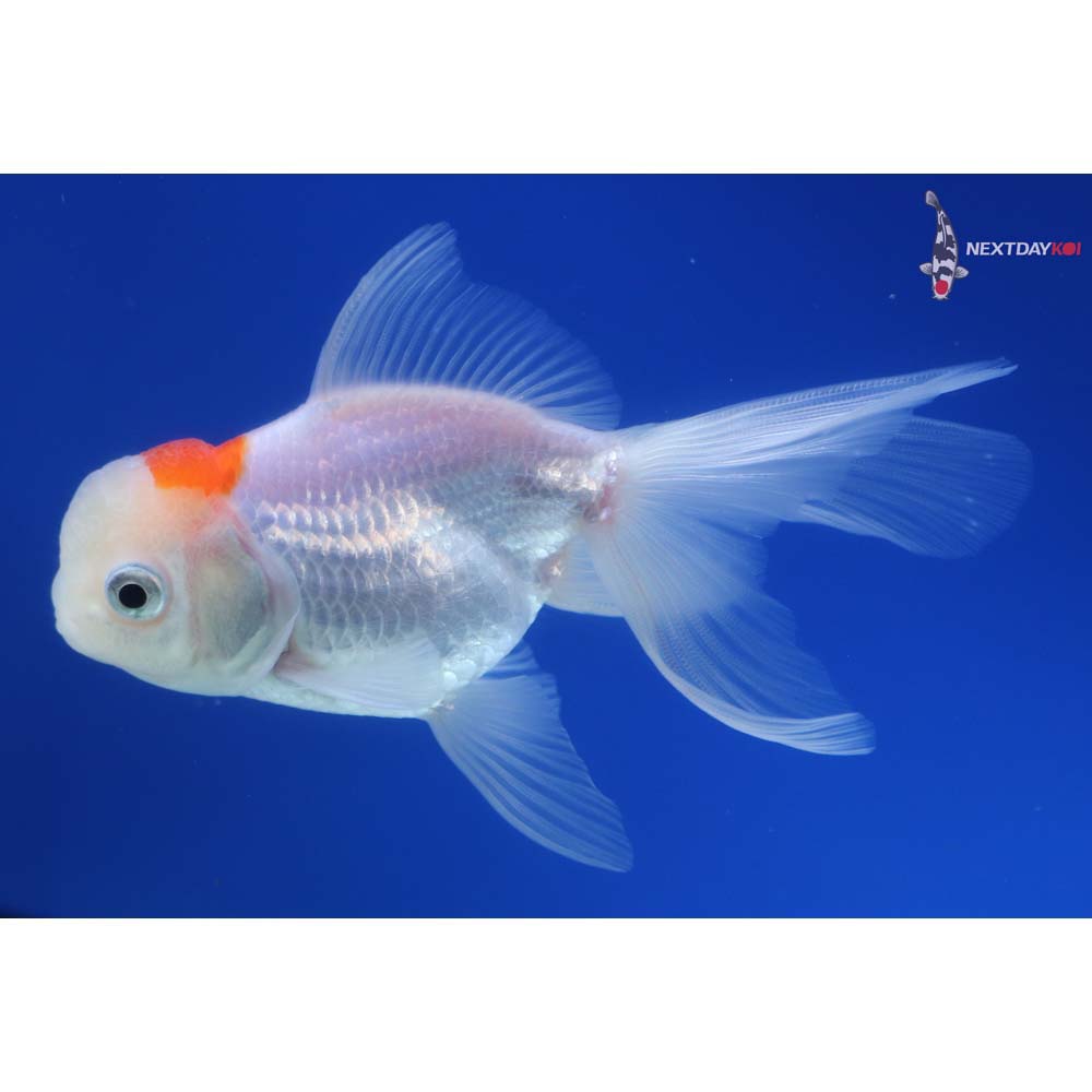 4” Imported Redcap Oranda