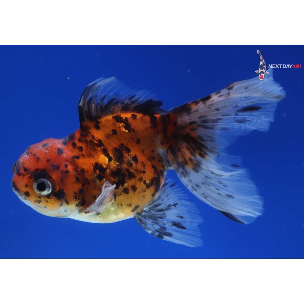 4” Imported Calico Oranda