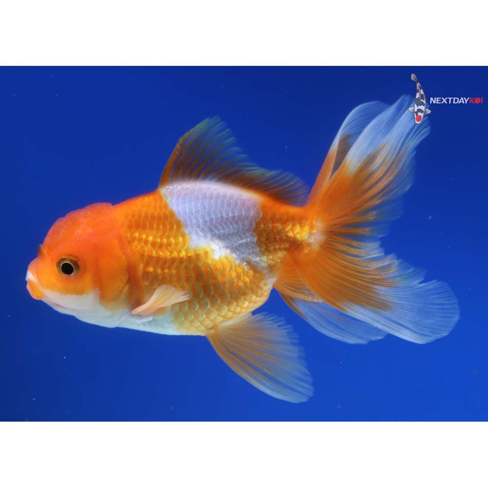4.5” Imported Red and White Oranda