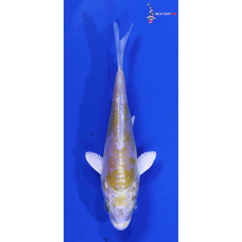 3” Imported Doitsu Lemon Hariwake