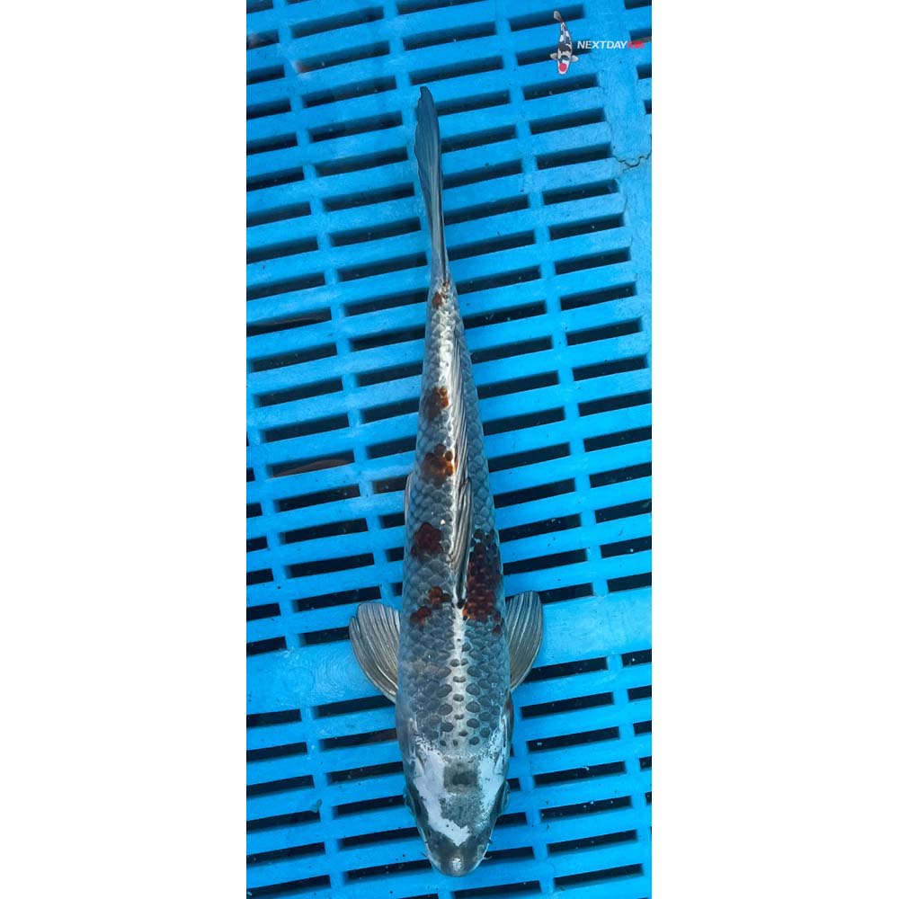 10-12” Imported Kujaku