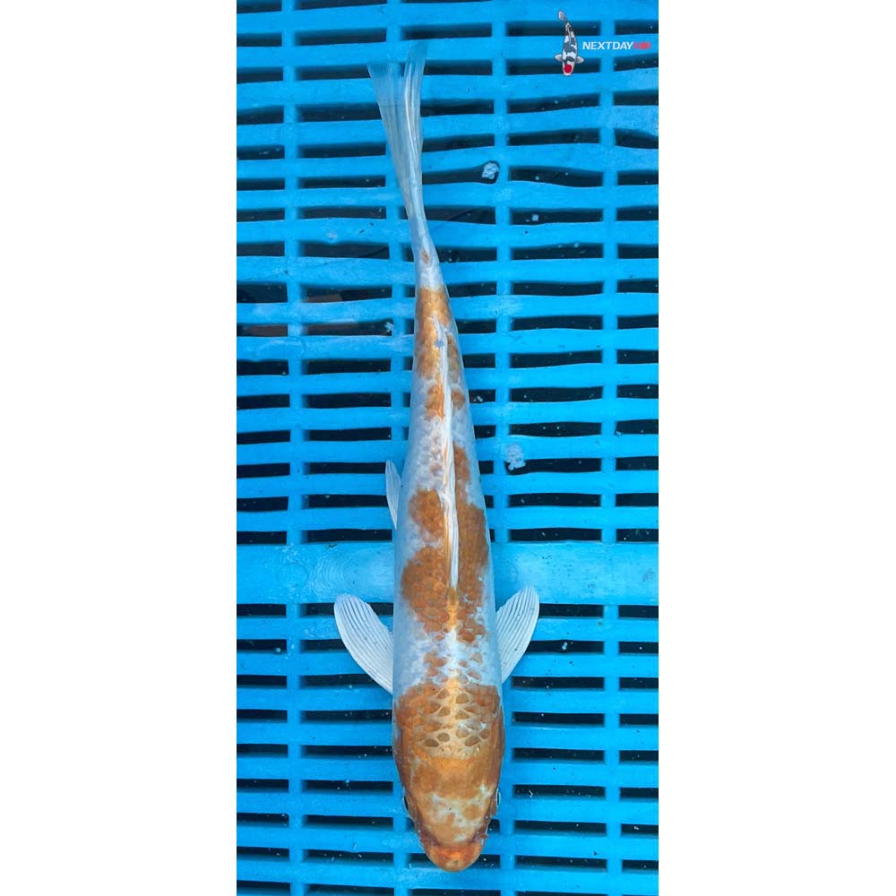 10-12” Imported Hariwake