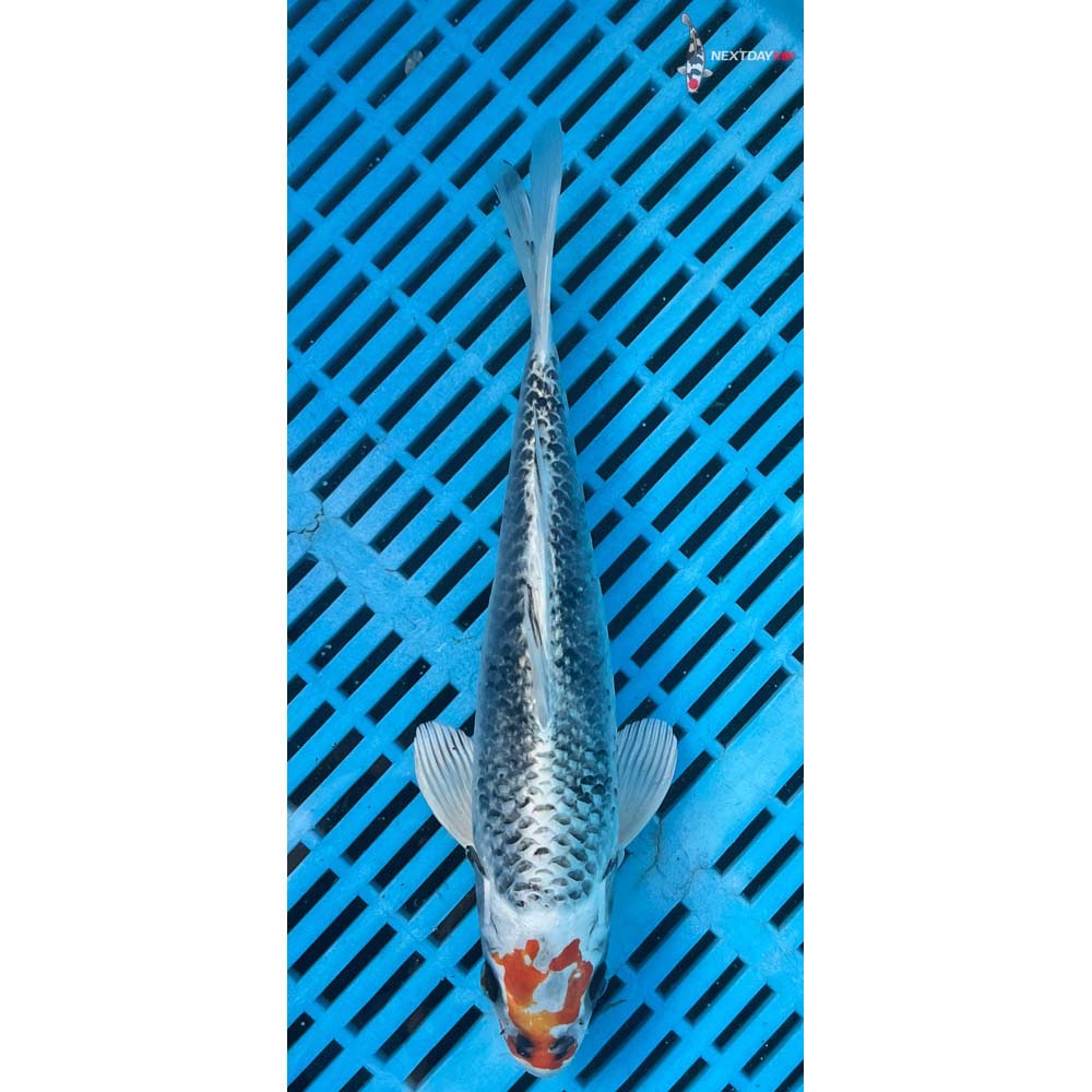 10-12” Imported Kujaku