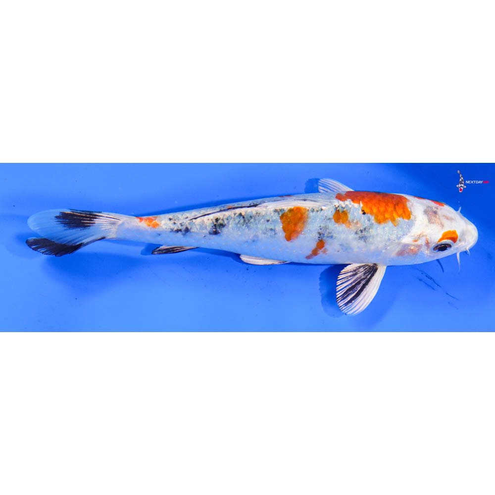 7” Imported Yamato Nishiki