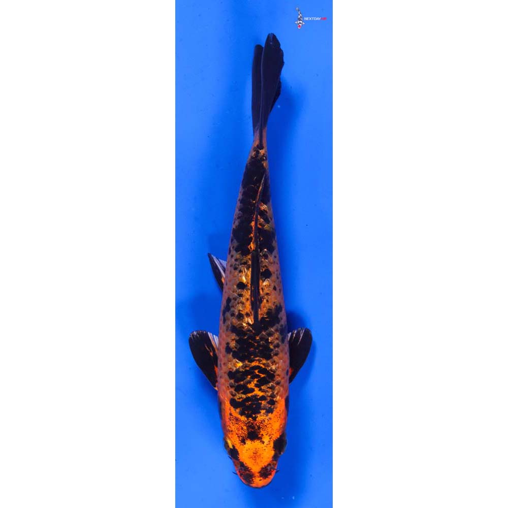 6” Imported Gin Rin Kin Aka Bekko