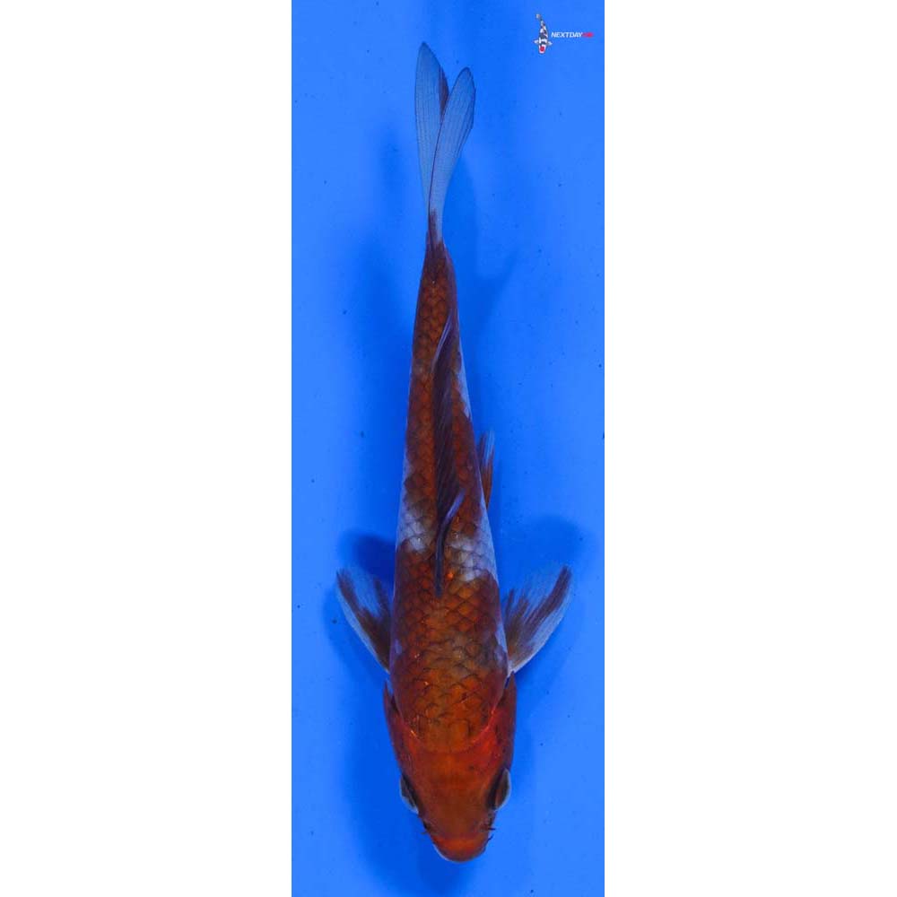 6” Imported Ochiba Shigure