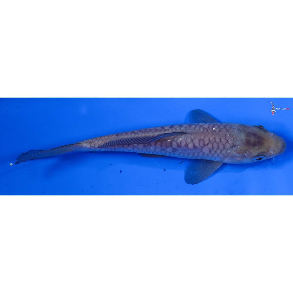 6.5” Imported Armor Scaled Soragoi