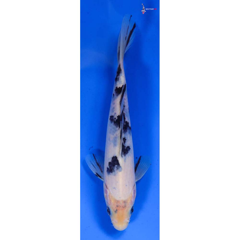 6.5” Imported Shiro Bekko