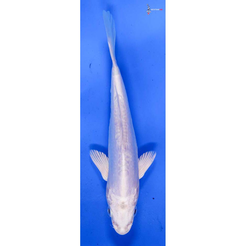 6.5” Imported Doitsu Platinum Ogon