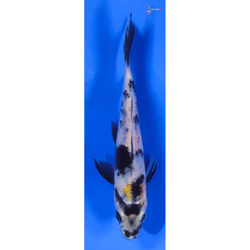 6” Imported Ki Showa