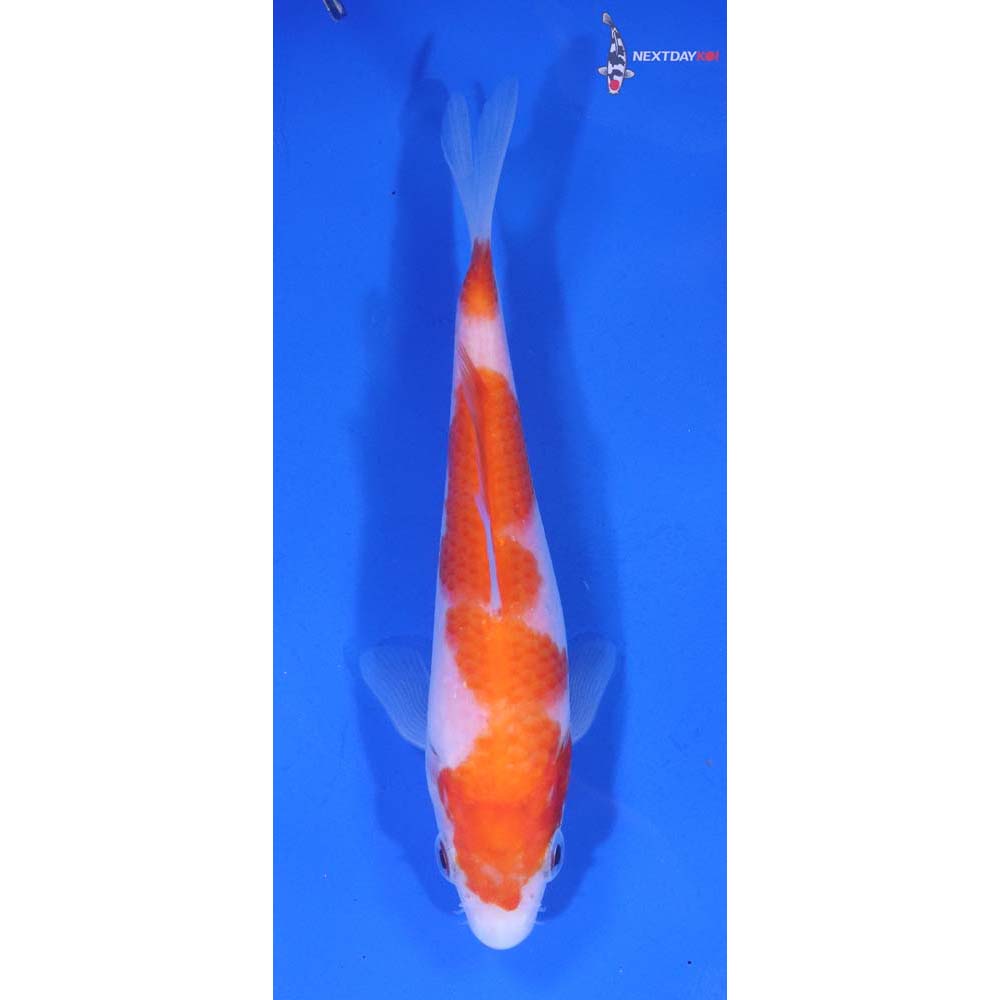 5” Imported Kohaku