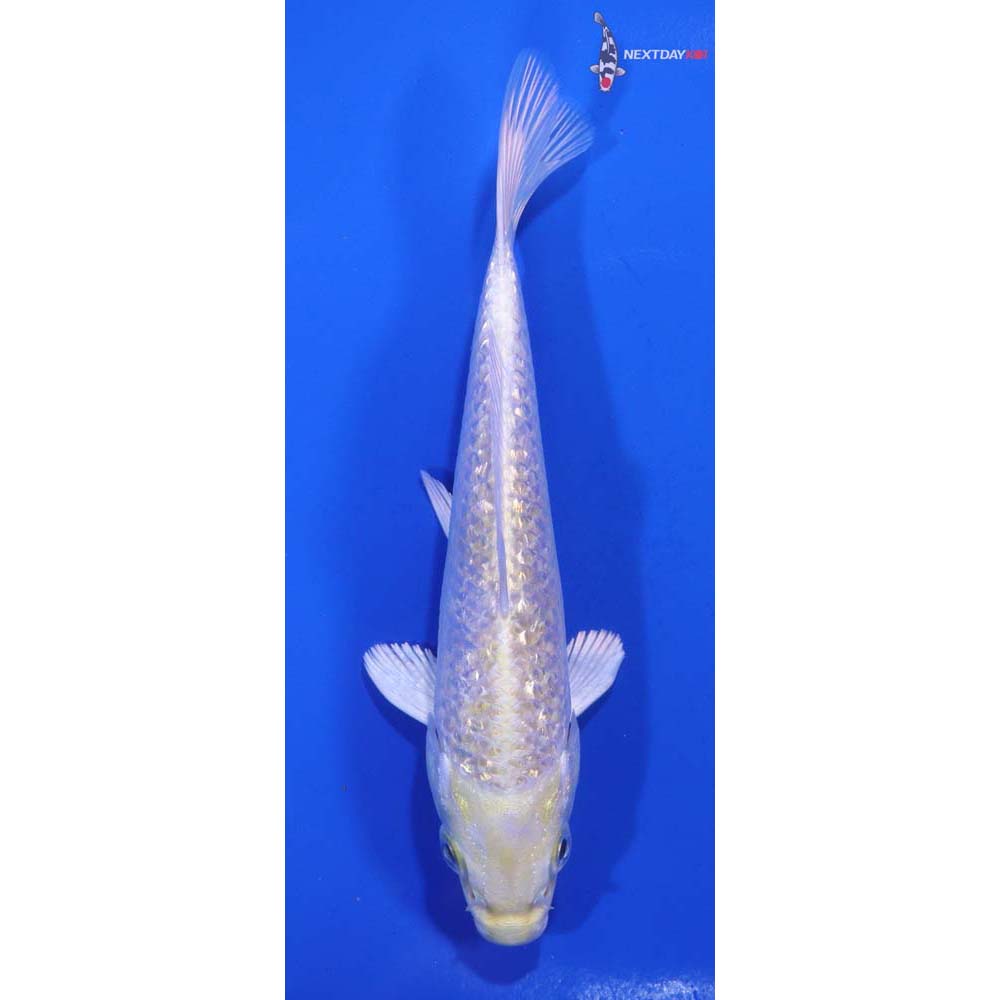 5” Imported Gin Rin Lemon Hariwake