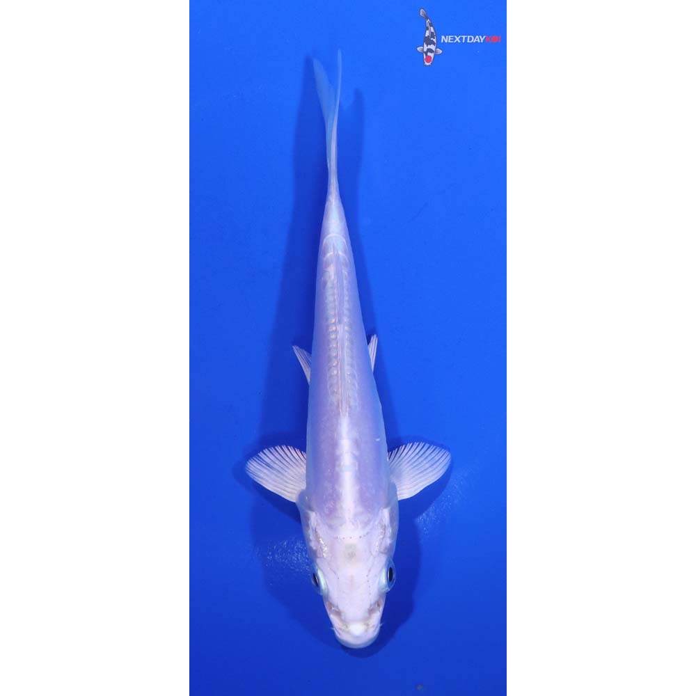 5.5” Imported Doitsu Platinum Ogon