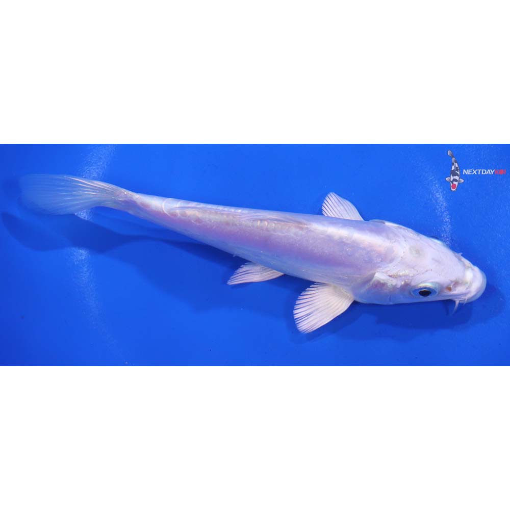 5.5” Imported Doitsu Platinum Ogon