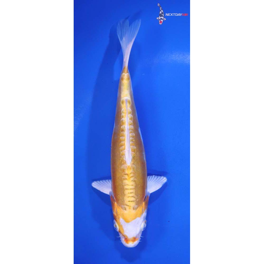 6” Imported Kikusui