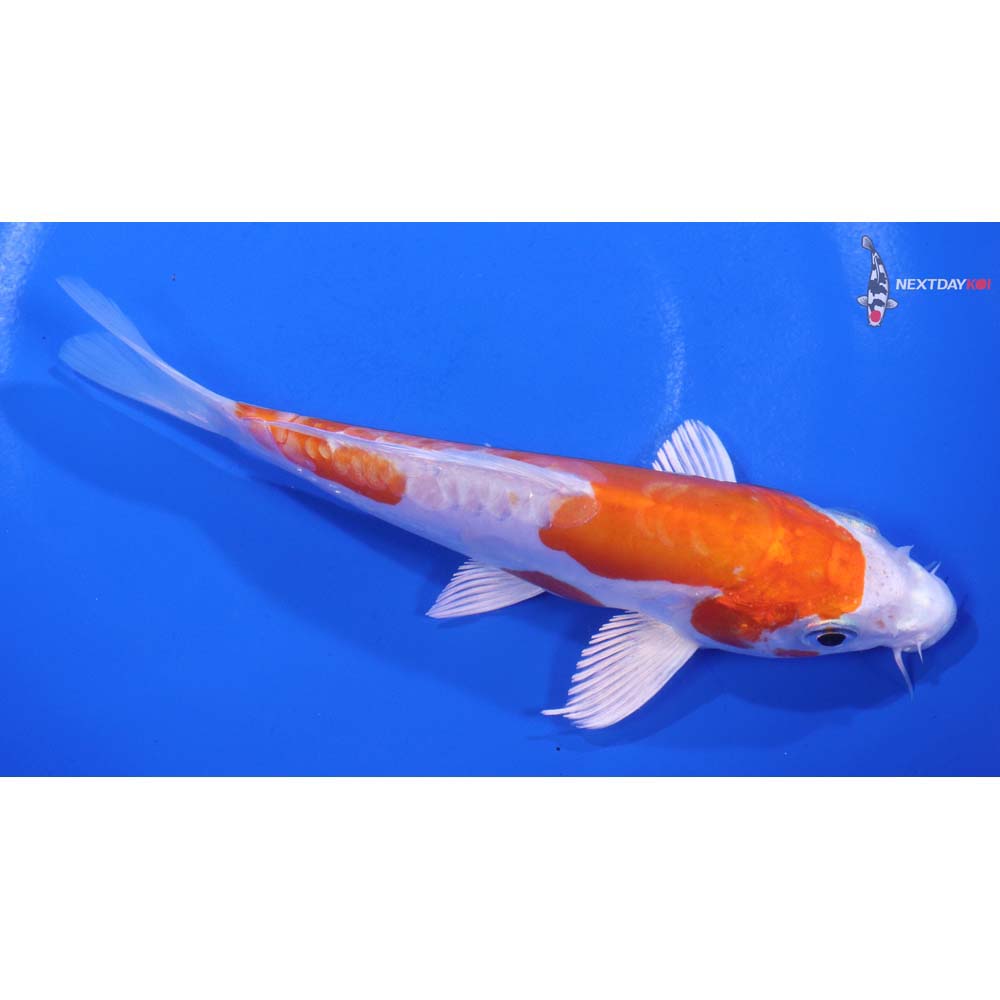 6” Imported Kikusui