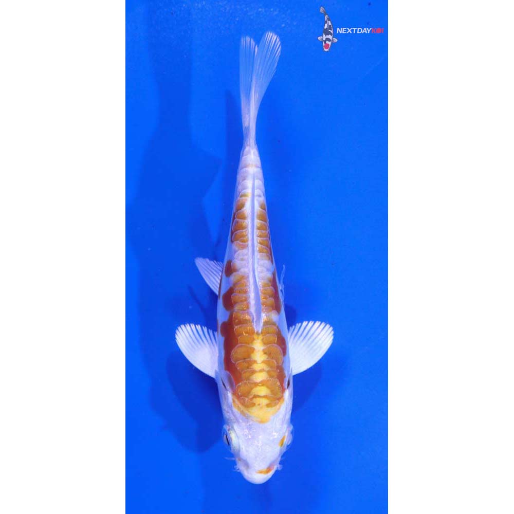 4.5” Imported Kikusui