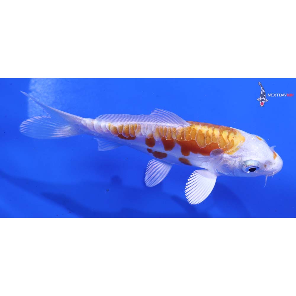 4.5” Imported Kikusui