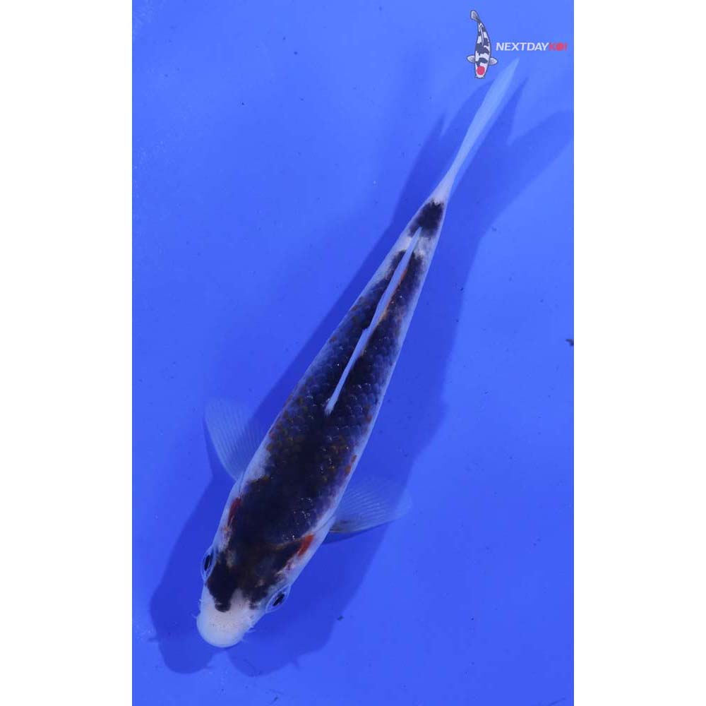 4.5” Imported Goromo