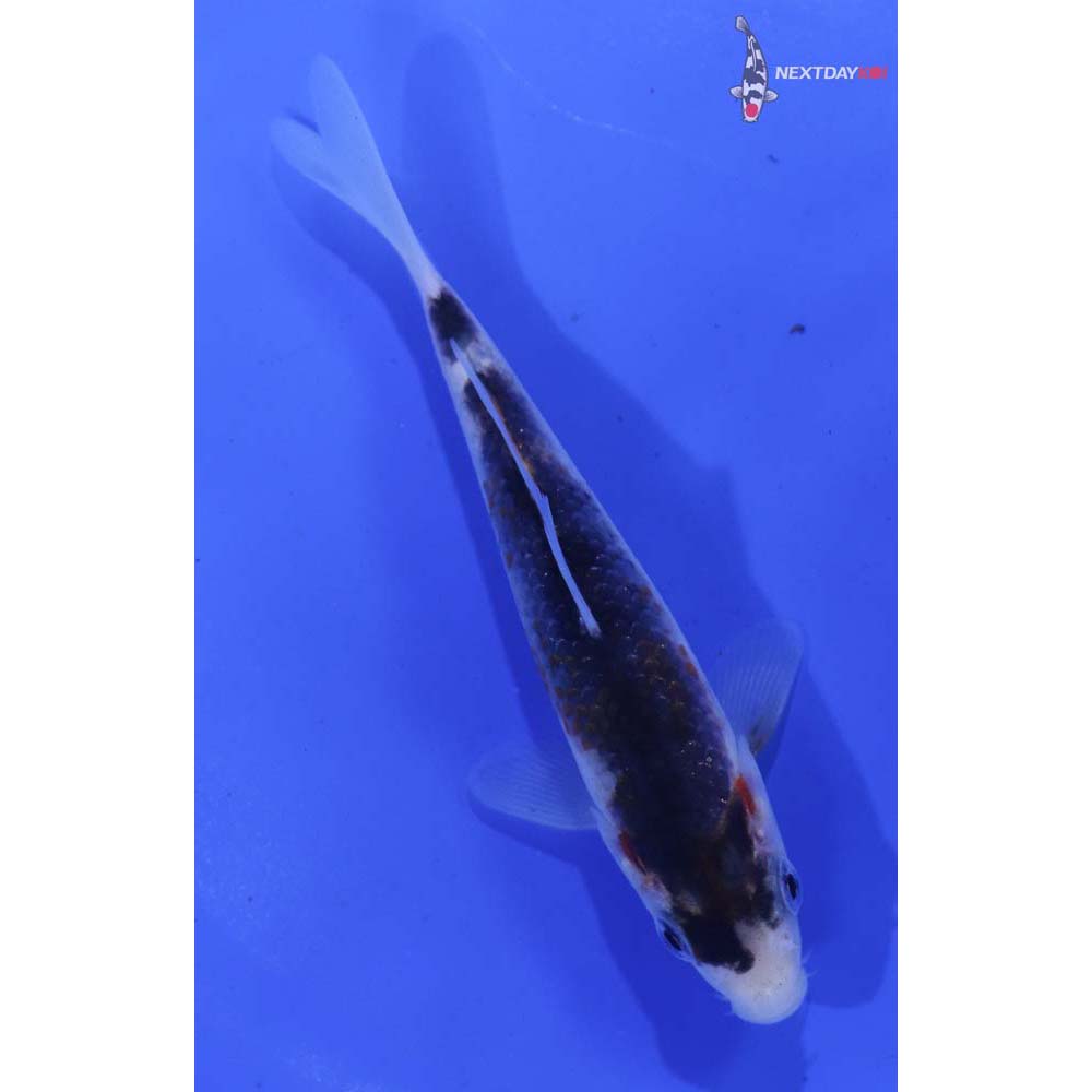 4.5” Imported Goromo