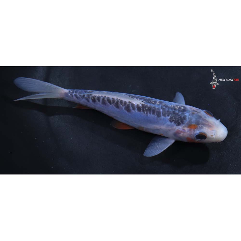 5” Imported Shusui