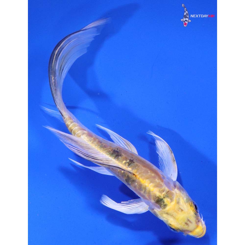 5.5” Imported Heisei Nishiki Butterfly Koi