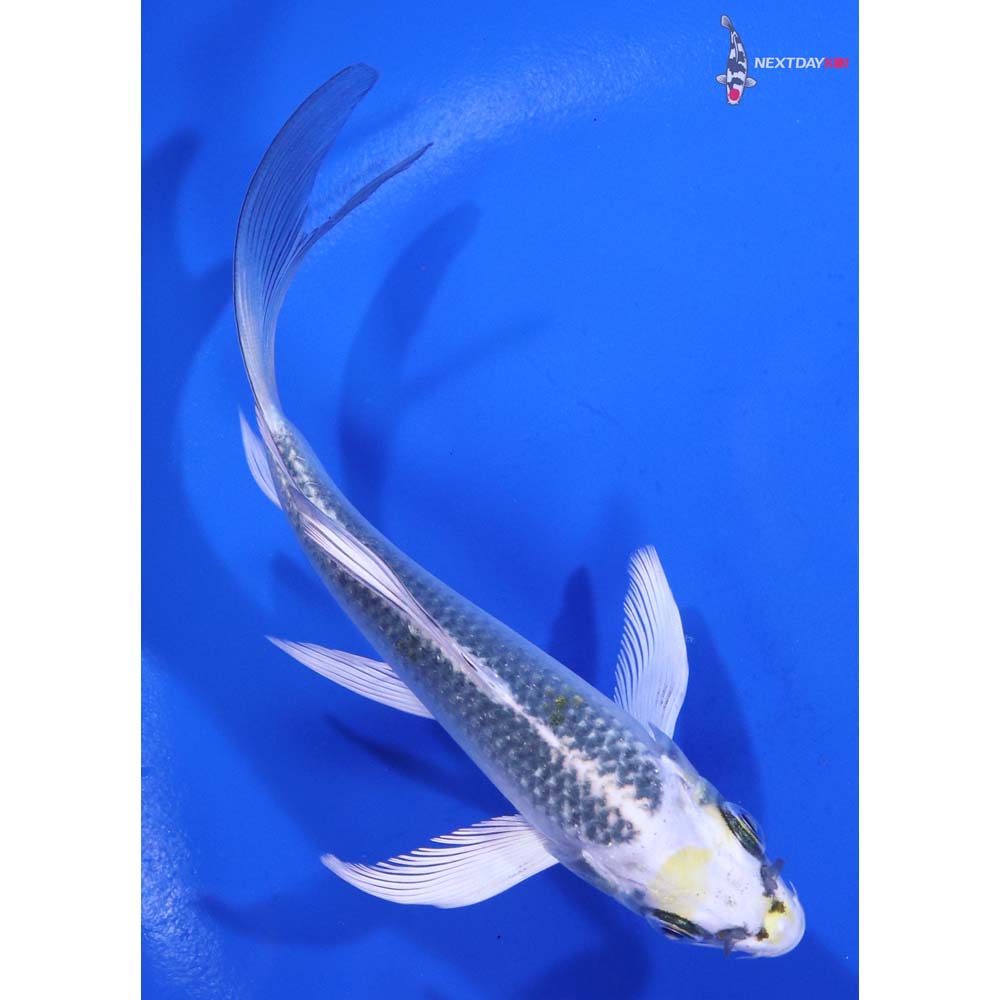 5” Imported Kujaku Butterfly Koi