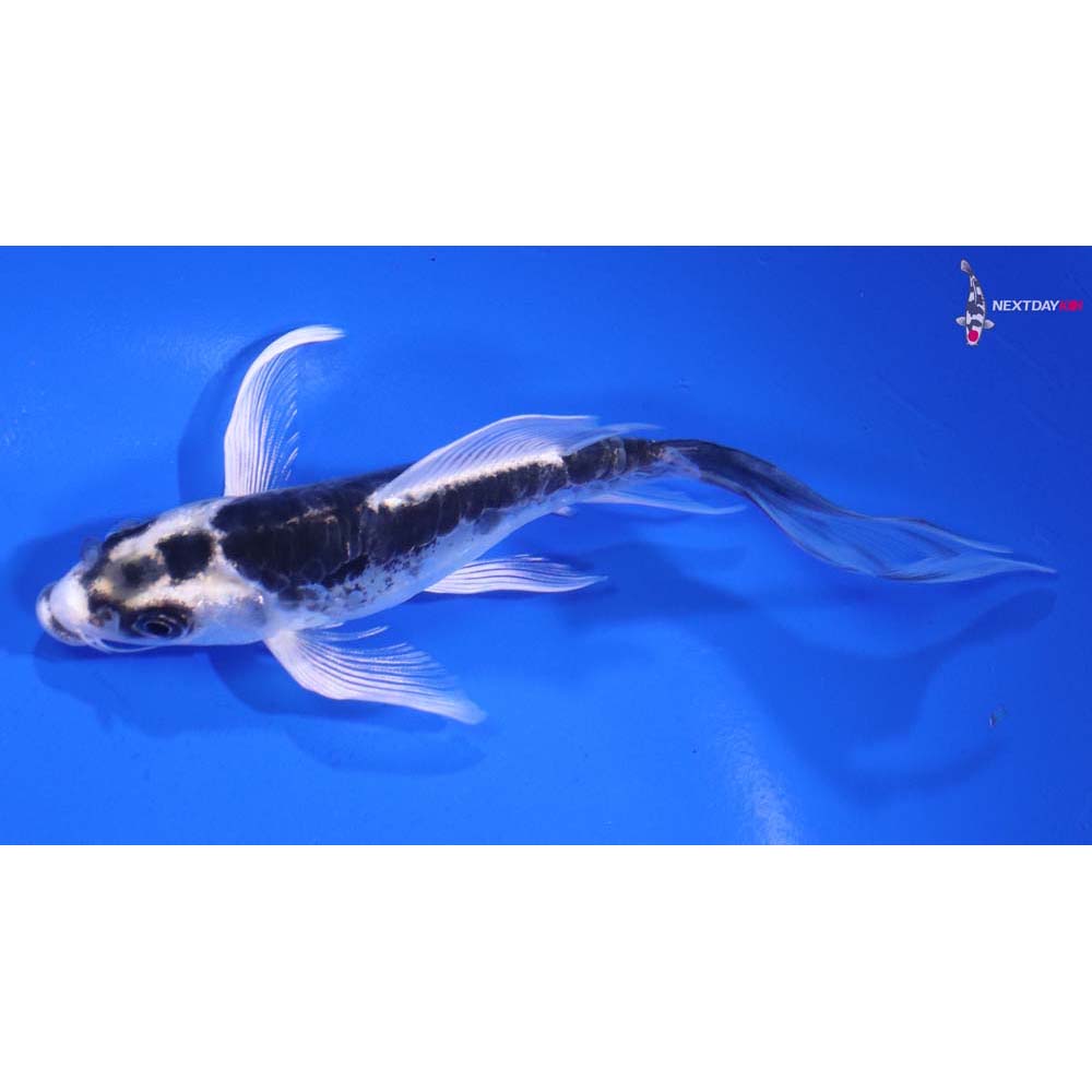 5.5” Imported Kikokuryu Butterfly Koi