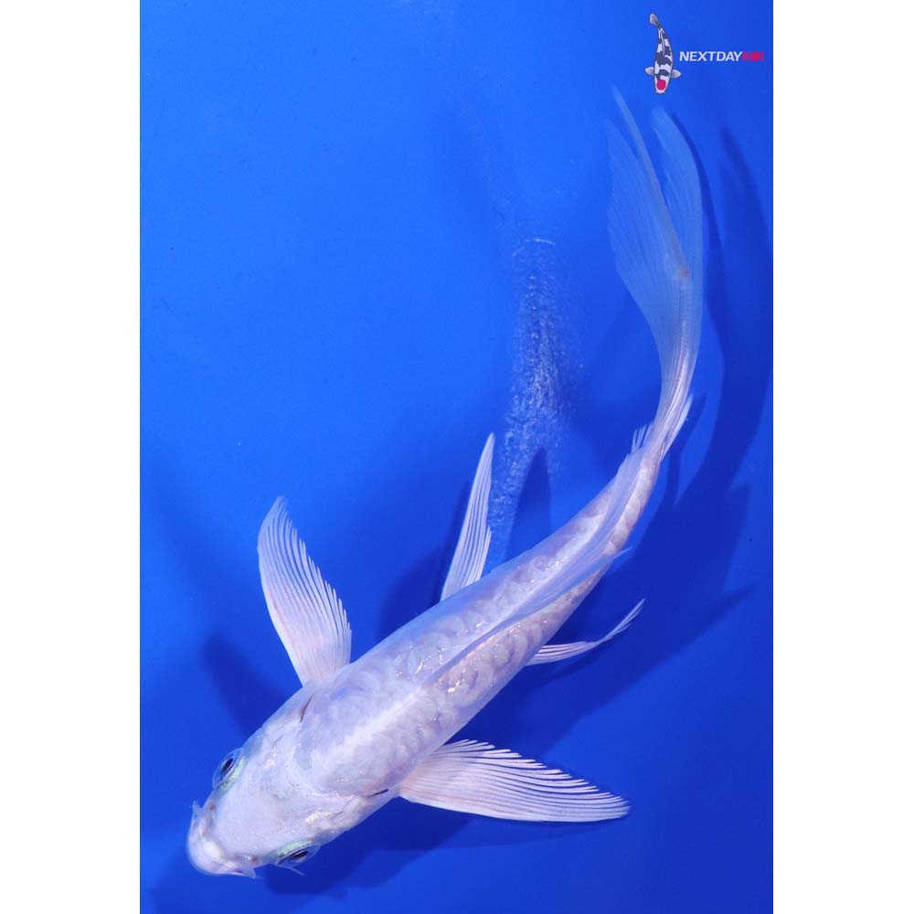5.5” Imported Doitsu Platinum Ogon Butterfly Koi