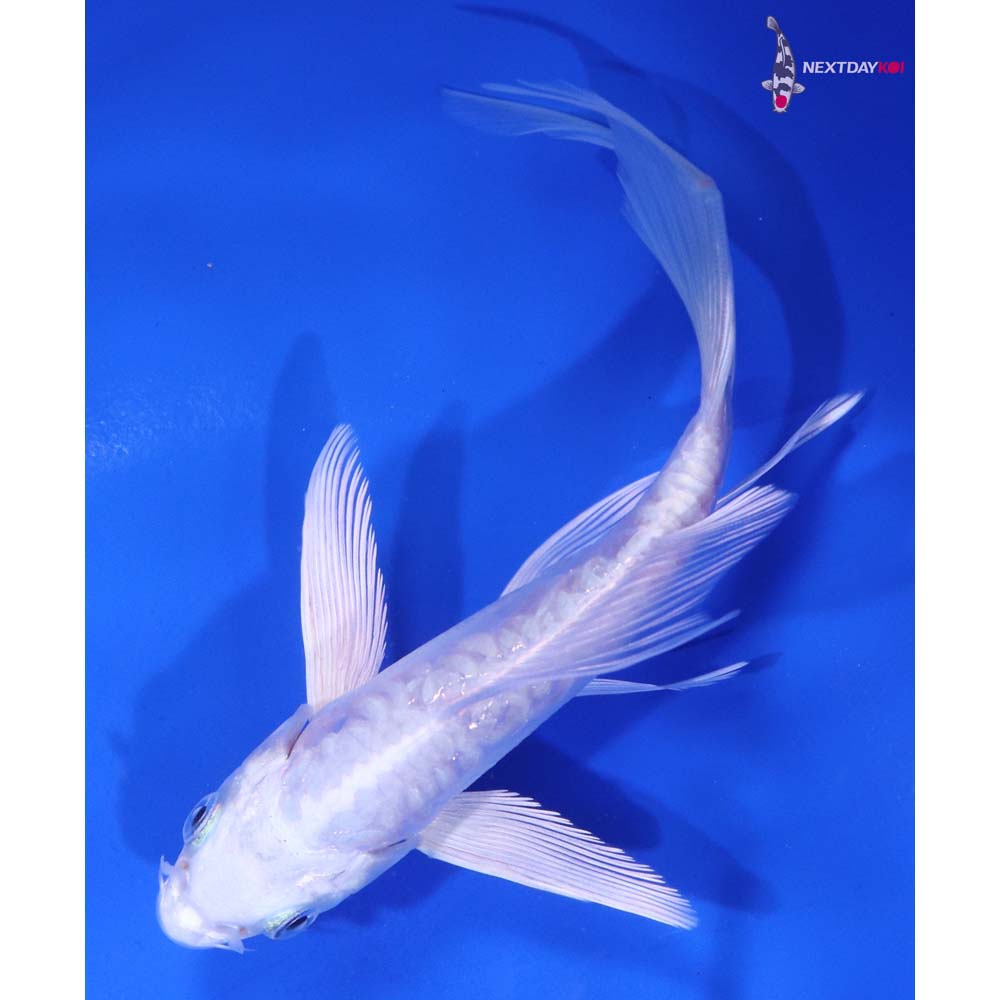 5.5” Imported Doitsu Platinum Ogon Butterfly Koi
