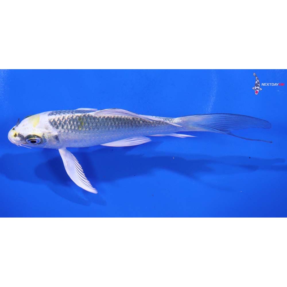 5” Imported Kujaku Butterfly Koi