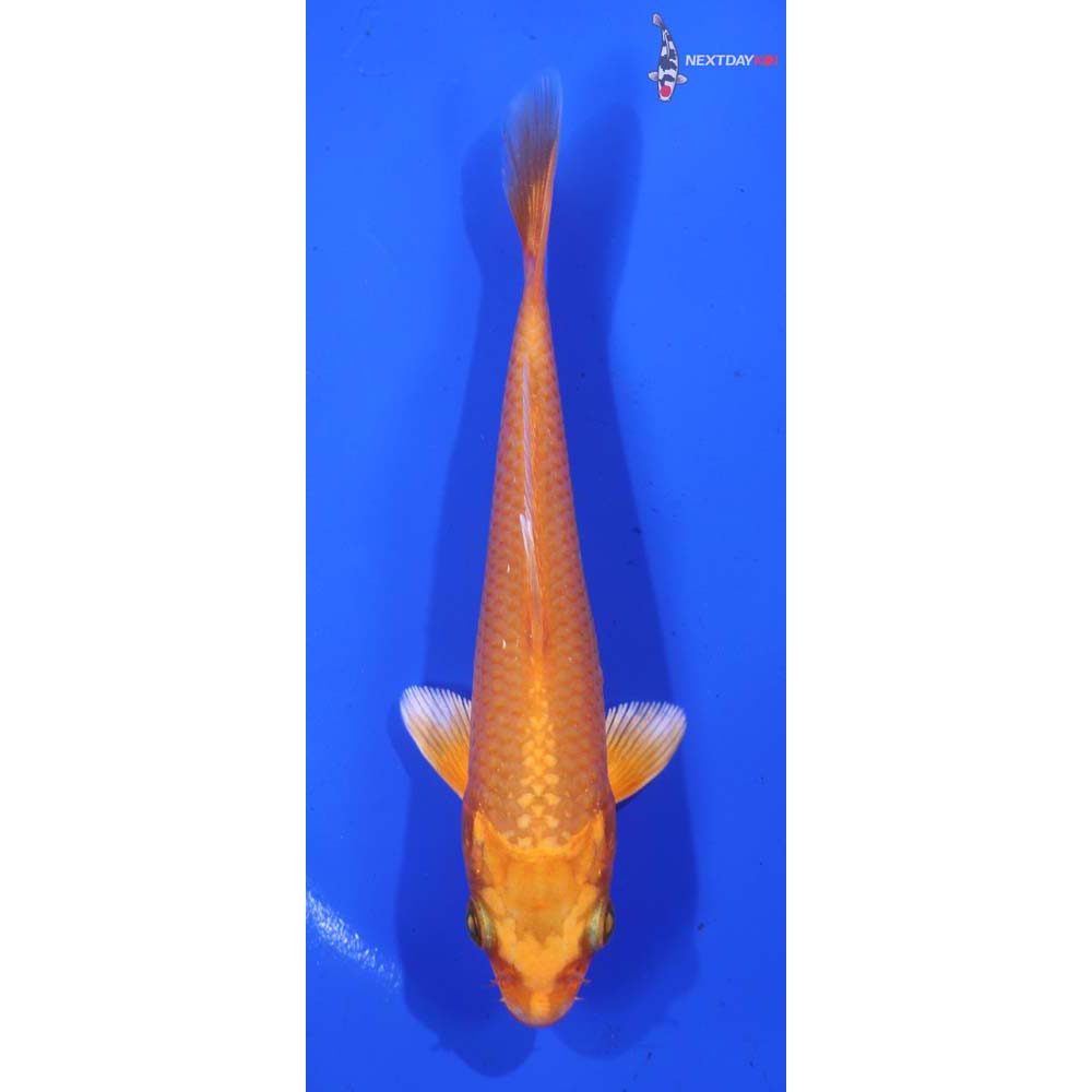 5” Imported Orenji Ogon