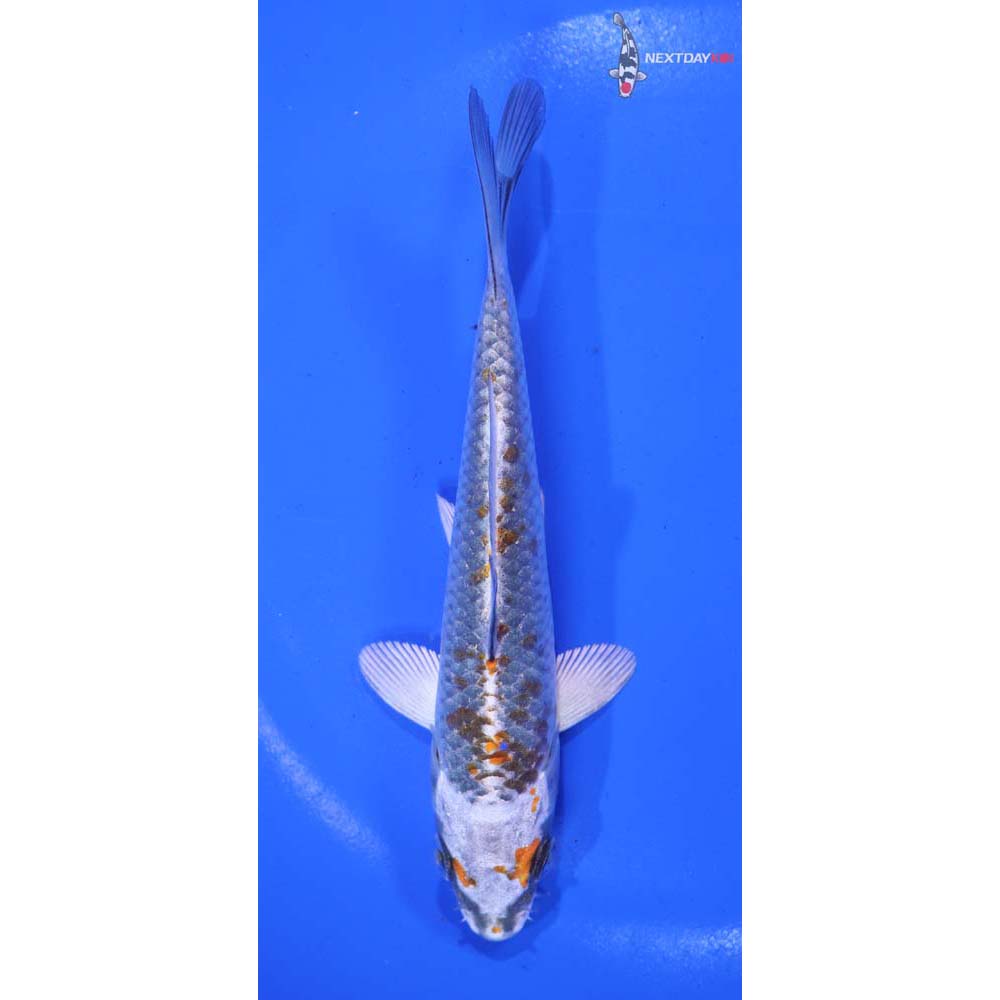 5” Imported Kujaku