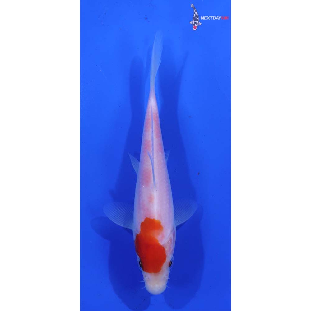 5” Imported Kohaku
