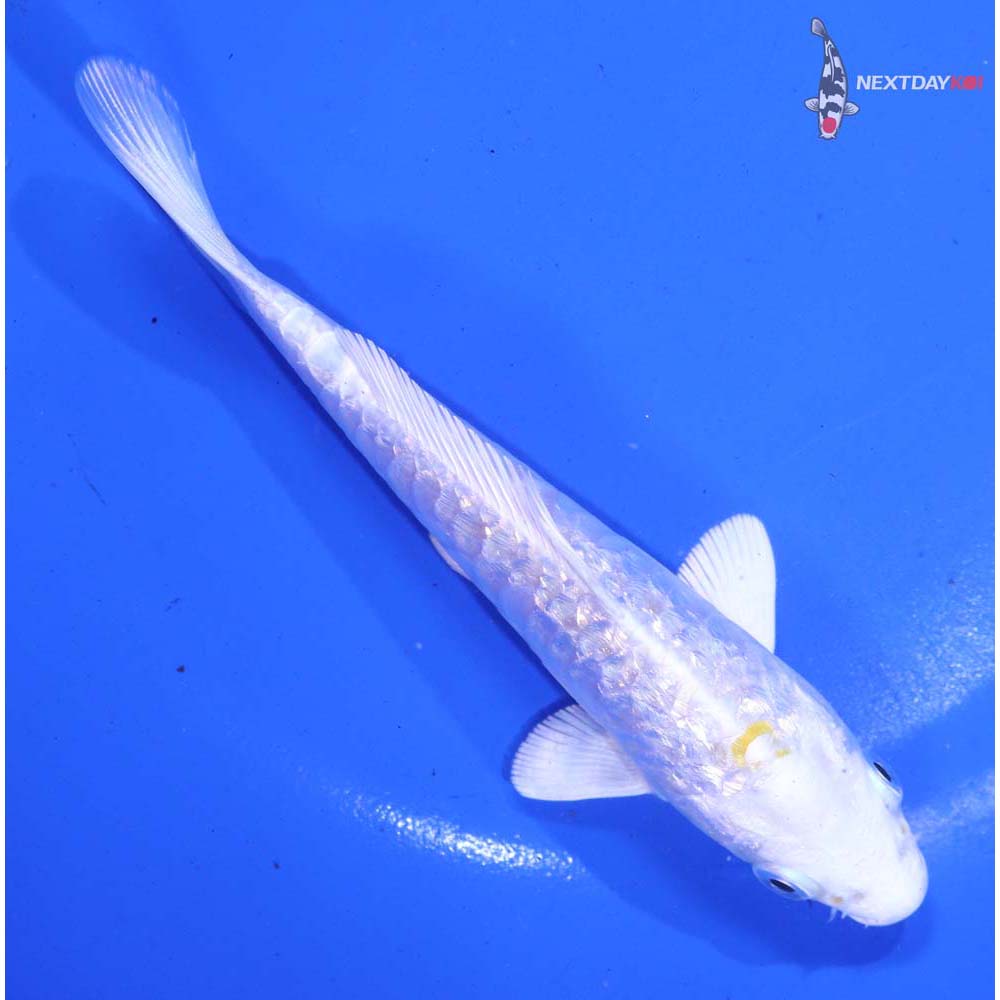 5” Imported Gin Rin Armor Scaled Lemon Hariwake