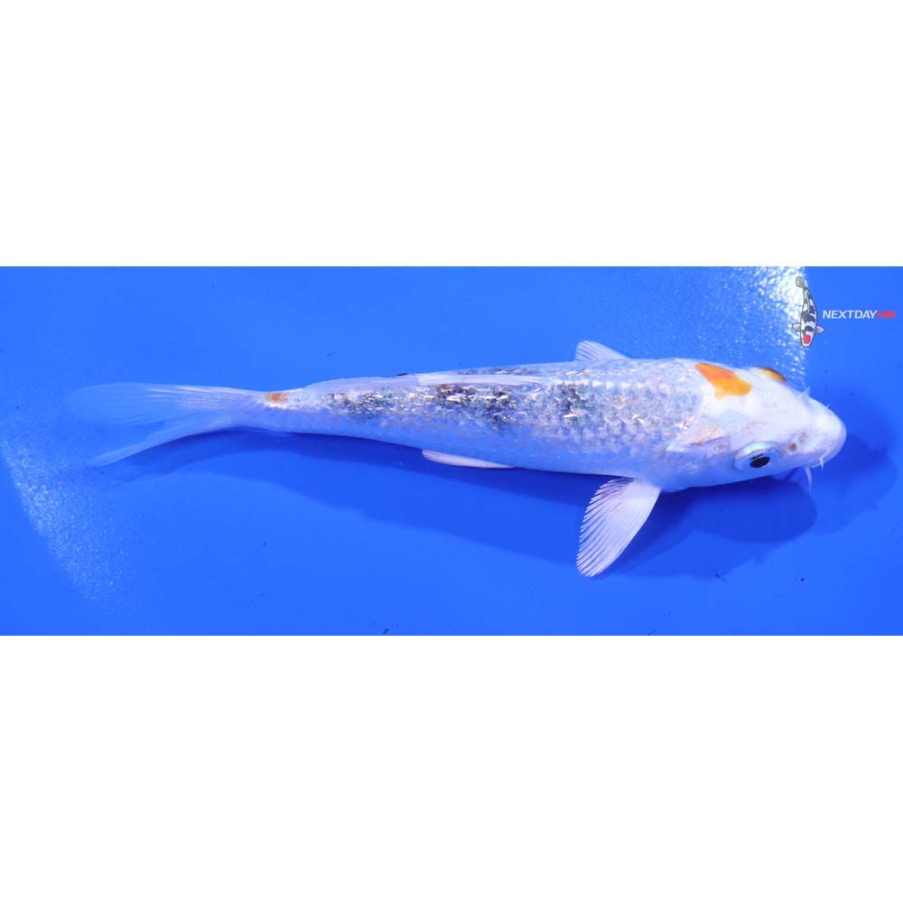 5” Imported Gin Rin Yamato Nishiki