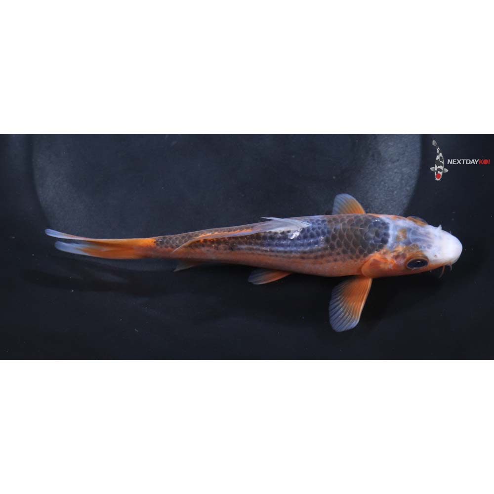 5.5” Imported Asagi