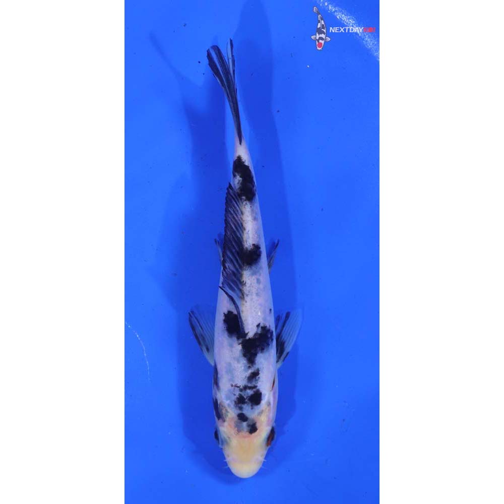 5.5” Imported Shiro Bekko