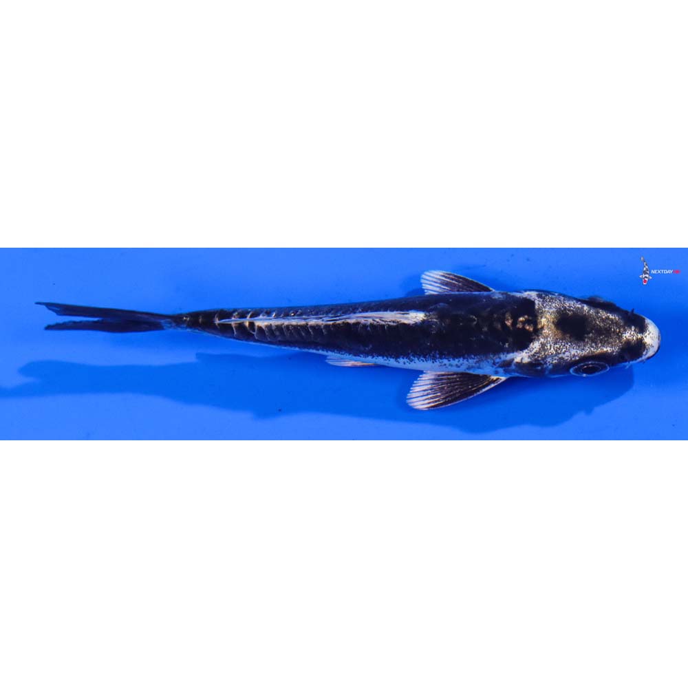 4” Imported Kin Kikokuryu