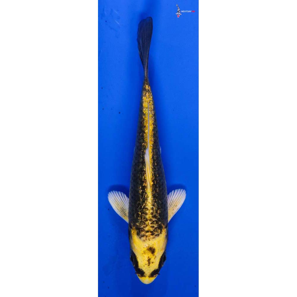 4” Imported Gin Rin Ki Matsuba