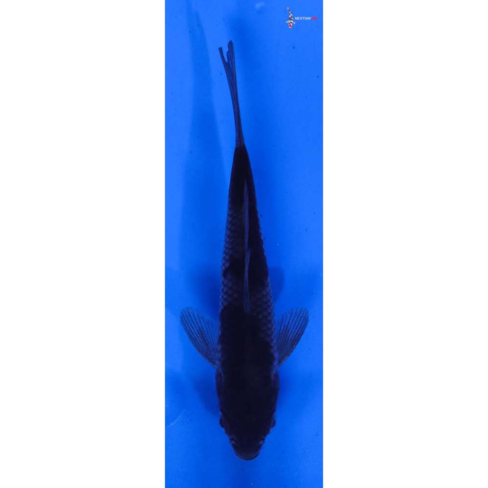 4” Imported Ochiba Shigure