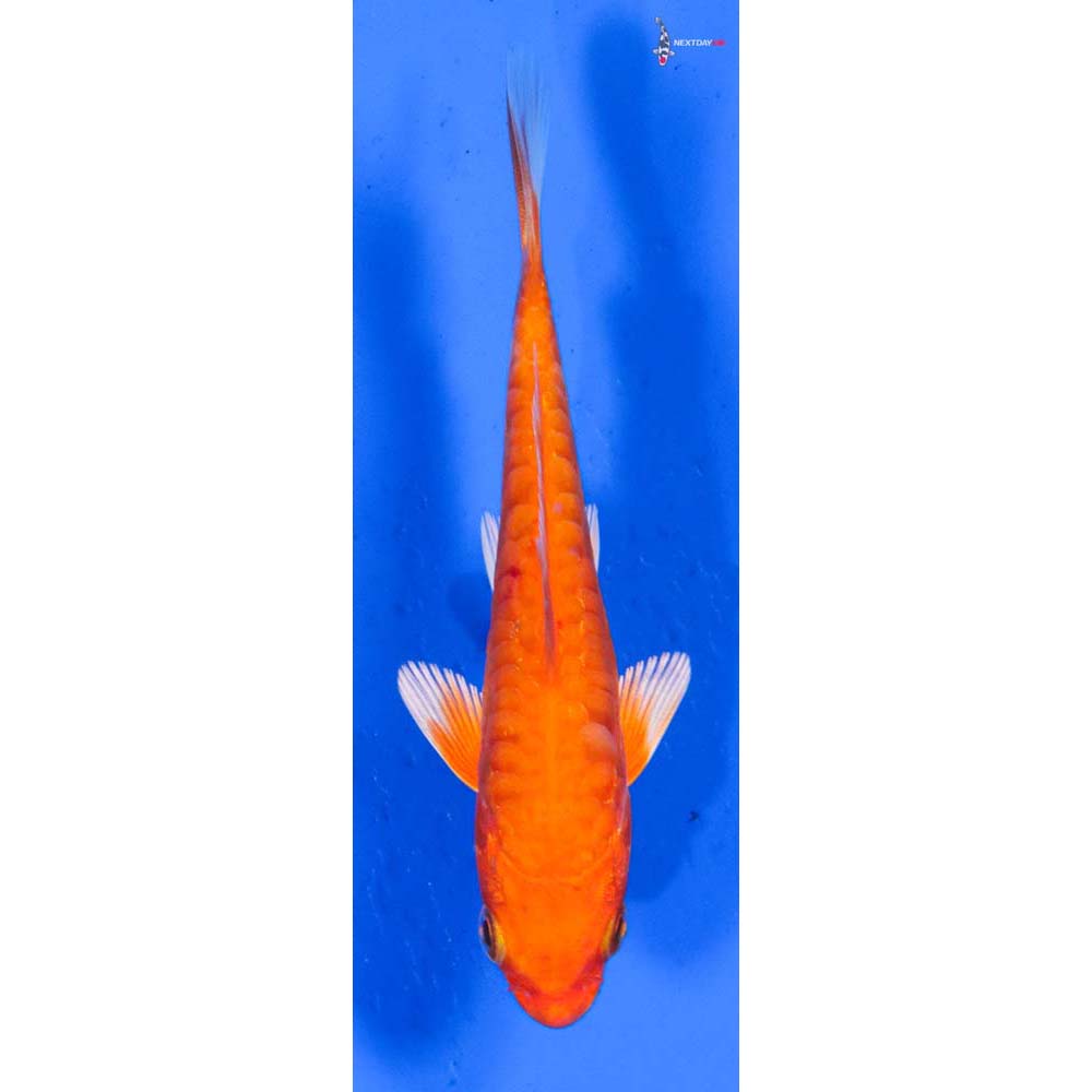 4” Imported Doitsu Orenji Ogon