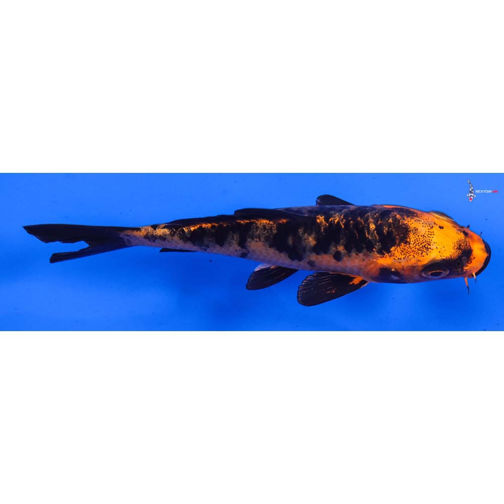 5” Imported Kin Aka Bekko