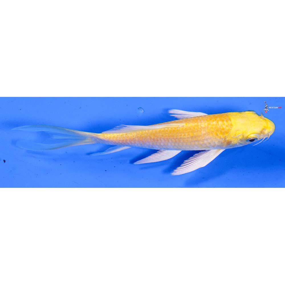 4.5” Imported Lemon Hariwake Butterfly Koi
